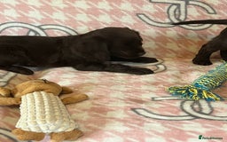 Cocker Spaniel dogs for sale: Cocker spaniel pups - Image 9