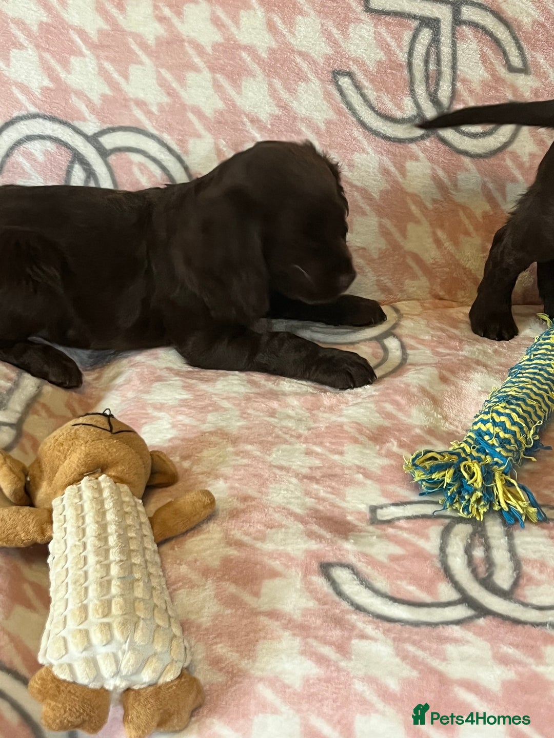 Cocker Spaniel dogs for sale: Cocker spaniel pups - Image 9