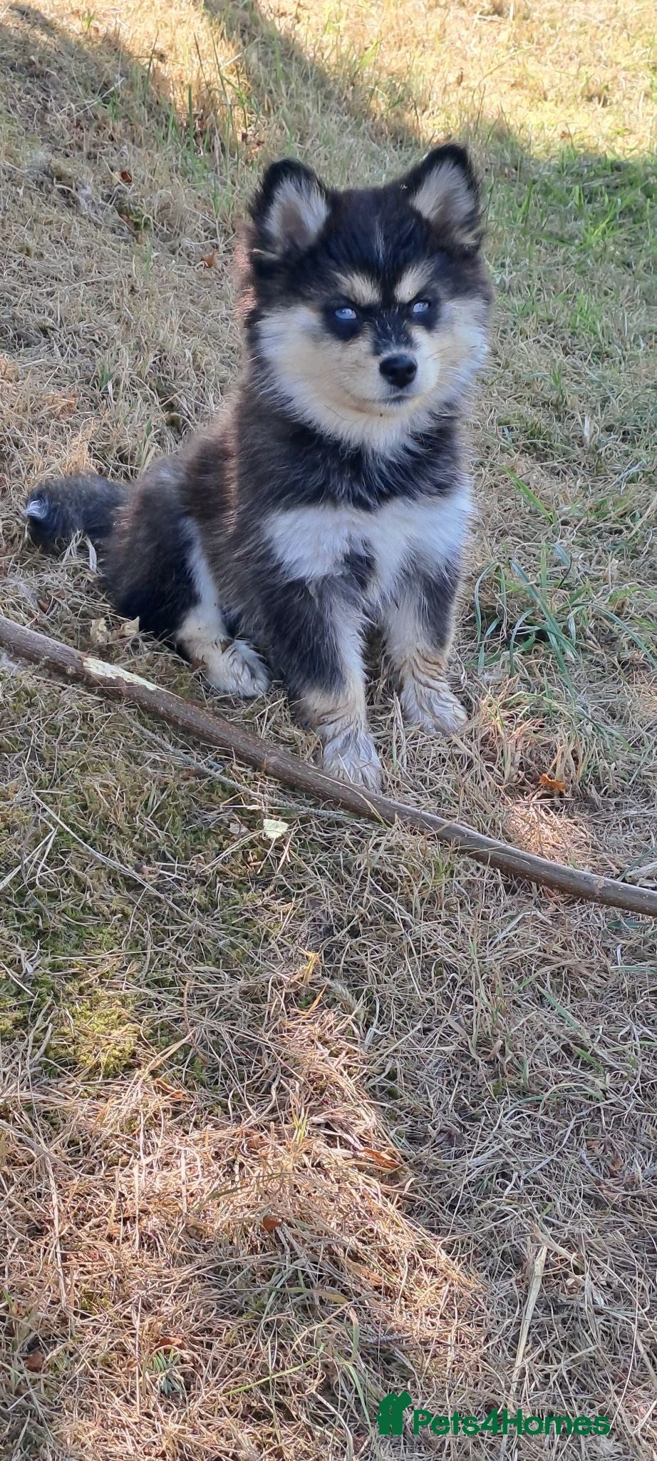 Pomsky dogs 🩷Last blue eyed F4 girl left!Health checked lines - Advert 8