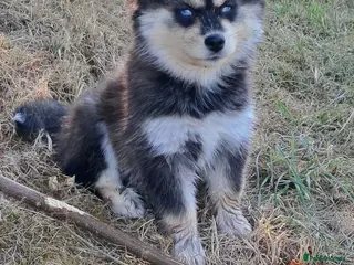 Pomsky dogs 🩷Last blue eyed F4 girl left!Health checked lines - Advert 1