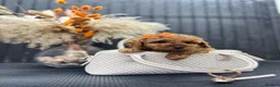 Cavapoo dogs for sale: RARE  **  CAVAPOOS dna tested parents  in Nottingham - Advert 10