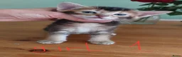 Mixed Breed cats for sale: Mixed abyssinian breed  in London - Advert 3