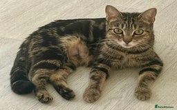 Mixed Breed cats for sale: Loving tabby cat looking for forever home ASAP - Image 3