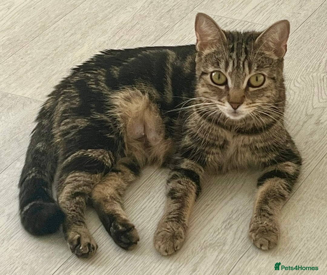 Mixed Breed cats for sale: Loving tabby cat looking for forever home ASAP - Image 3