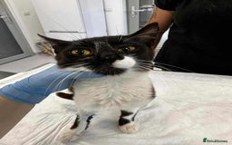 Mixed Breed cats for adoption: Jacob for adoption - Image 3