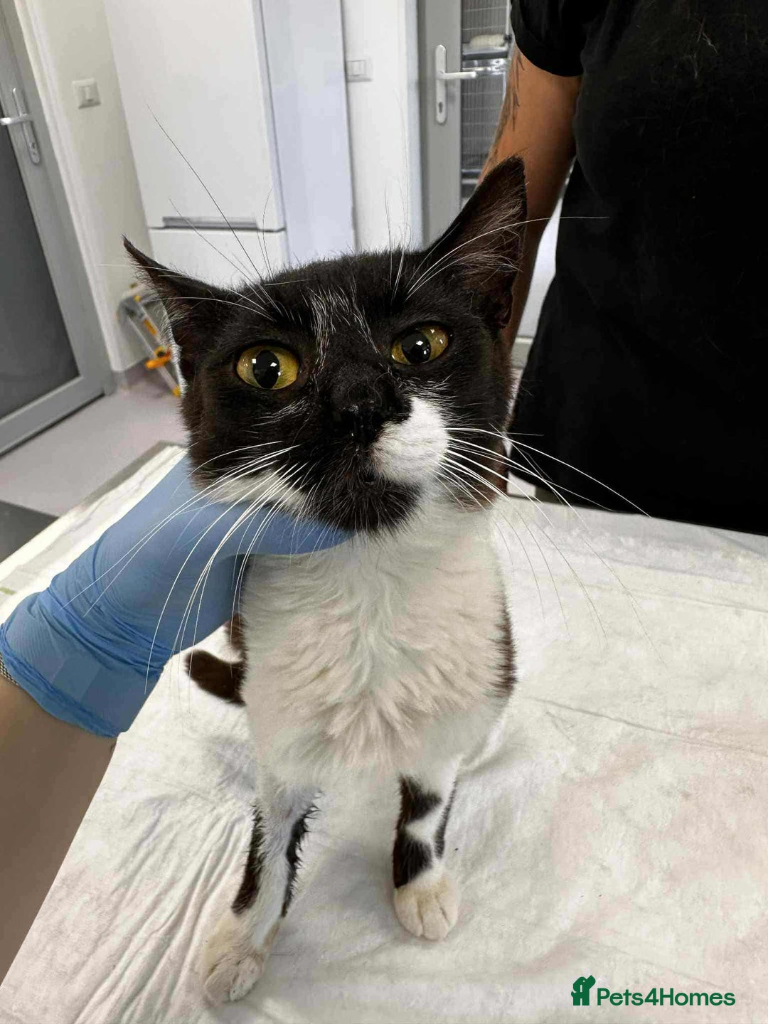 Mixed Breed cats for adoption: Jacob for adoption - Image 3