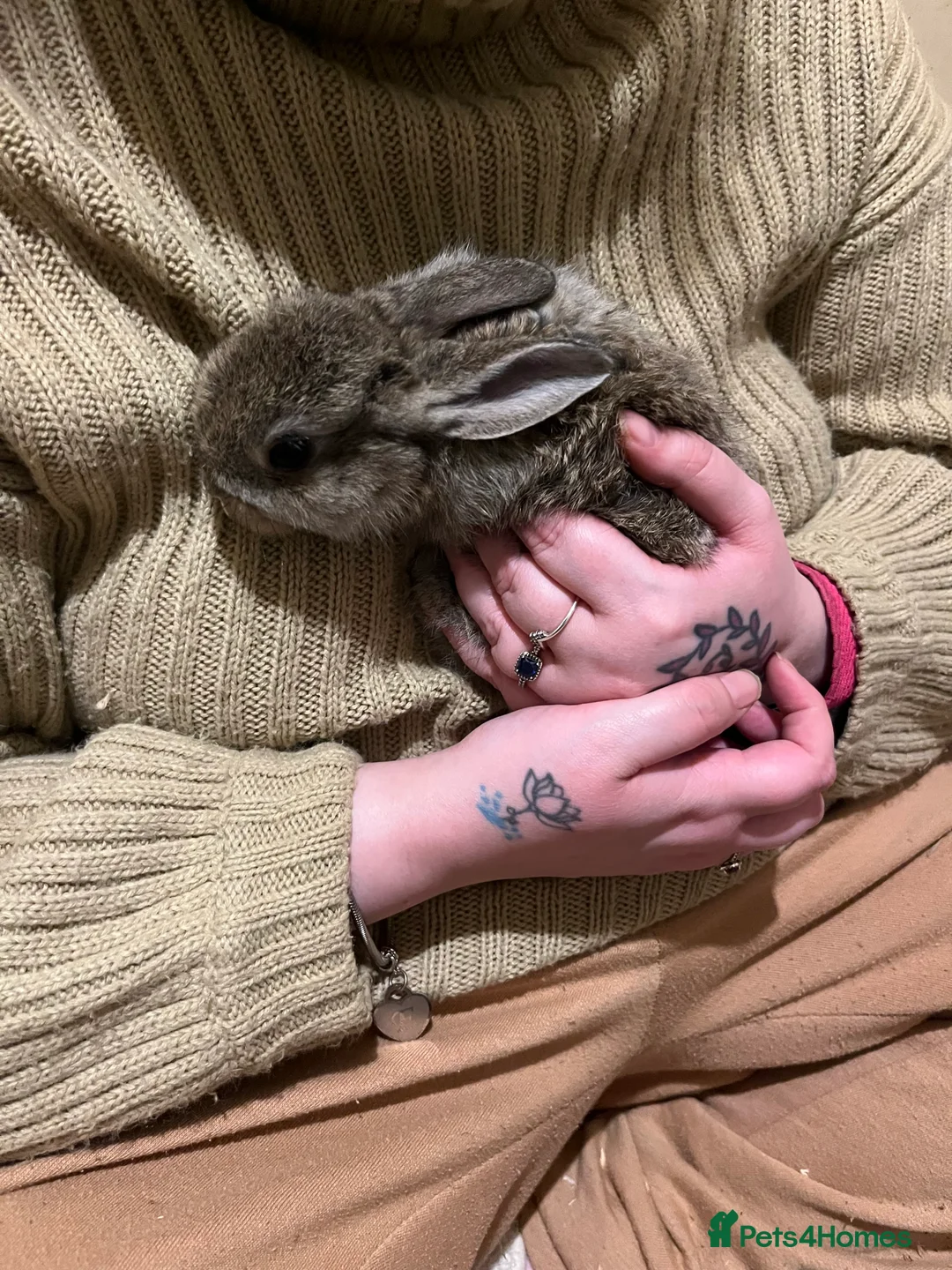 Netherland Dwarf rabbits for sale: Netherland Dwarf / Minilop Bunnies! - Advert 4