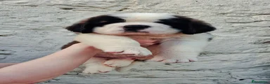 Puppy Boy Haku 