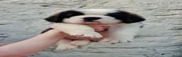 Saint Bernard dogs for sale: Show Quality Saint Bernard's  - Advert 21