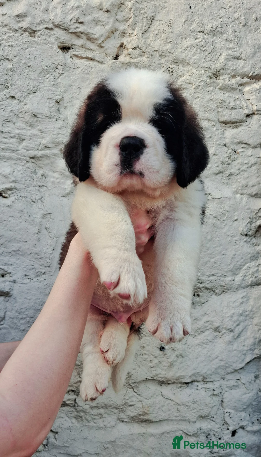 Saint Bernard dogs for sale: Show Quality Saint Bernard's  - Advert 38