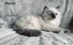 Ragdoll cats for sale: Stunning quality Ragdoll kittens - must see!!! - Image 3