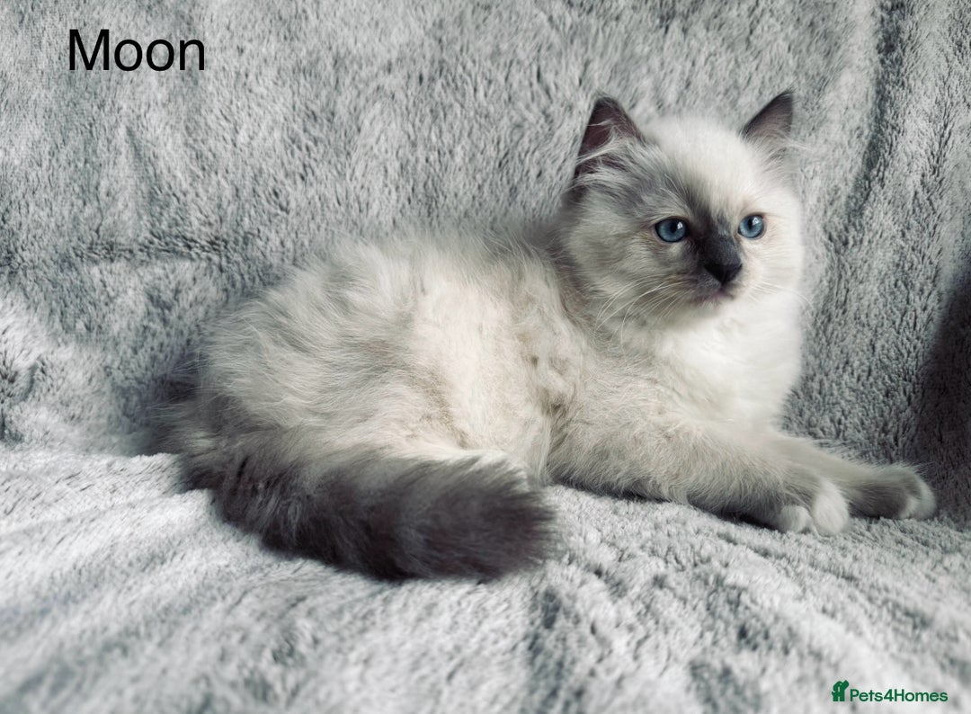 Ragdoll cats for sale: Stunning quality Ragdoll kittens - must see!!! - Image 3