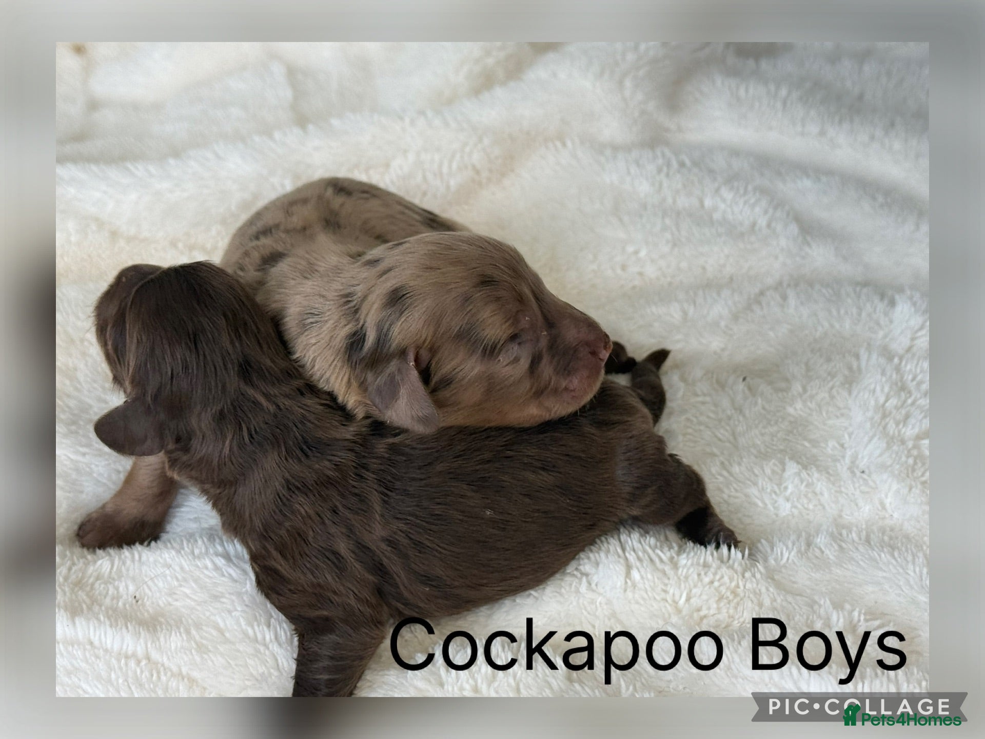 Cocker Spaniel dogs Choc & Choc Merle F1 Cockapoo’s - Advert 2