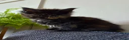 Maine Coon cats for sale: Adorable mainecoon kittens  - Advert 3