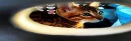 Bengal cats for sale: Cinnamon looking for a new home  - Advert 5