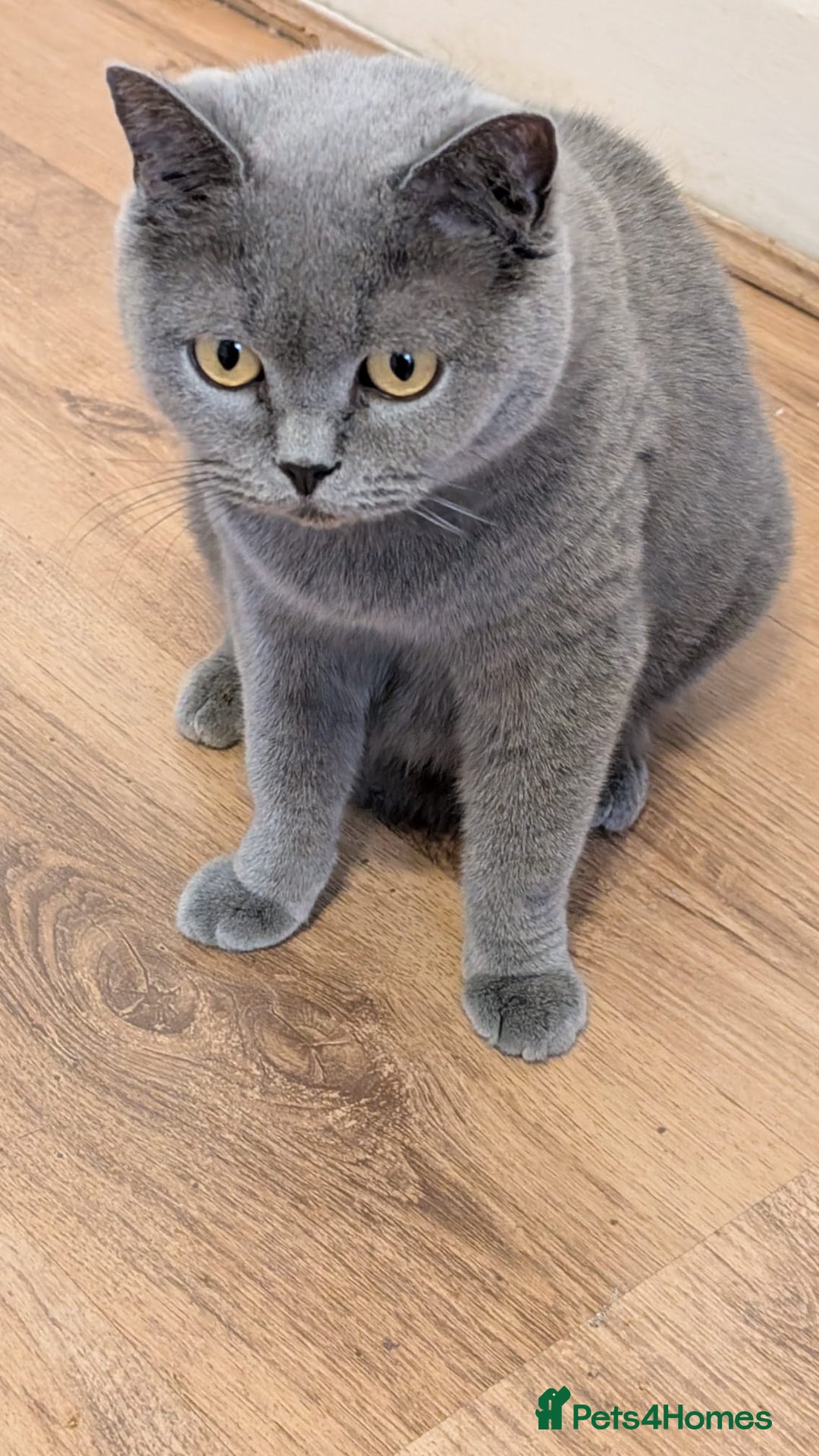 British Shorthair cats for sale: Stunning pedigree British short hair kittens  - Advert 9
