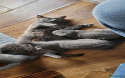British Shorthair cats for sale: British Shorthair Boy - Image 6