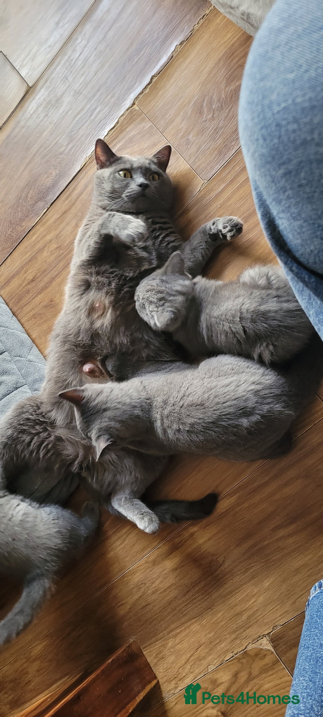 British Shorthair cats for sale: British Shorthair Boy - Image 6