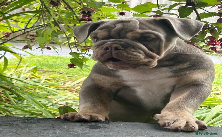 English Bulldog dogs - Advert 2