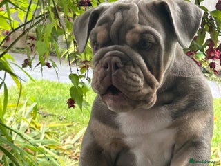 English Bulldog dogs - Advert 8