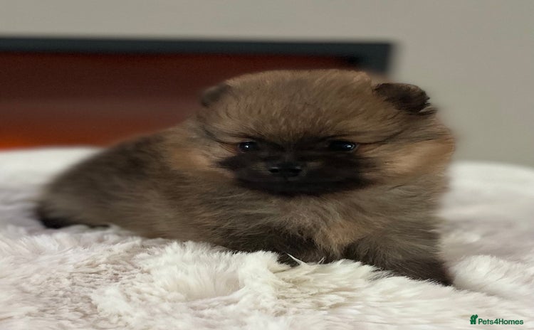 Pomeranian dogs - Advert 2