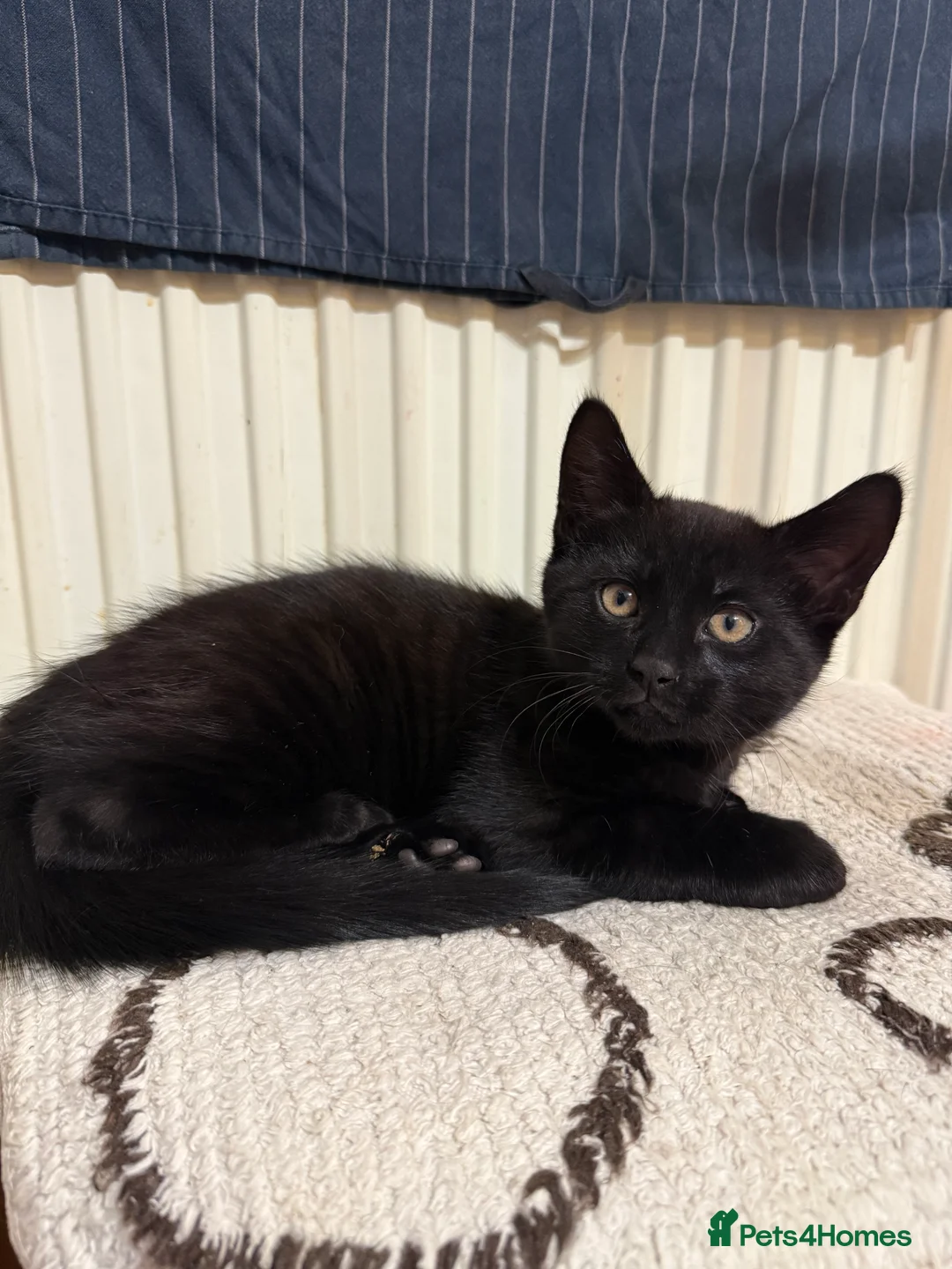 Mixed Breed cats for sale: 3 adorable kittens - Advert 9