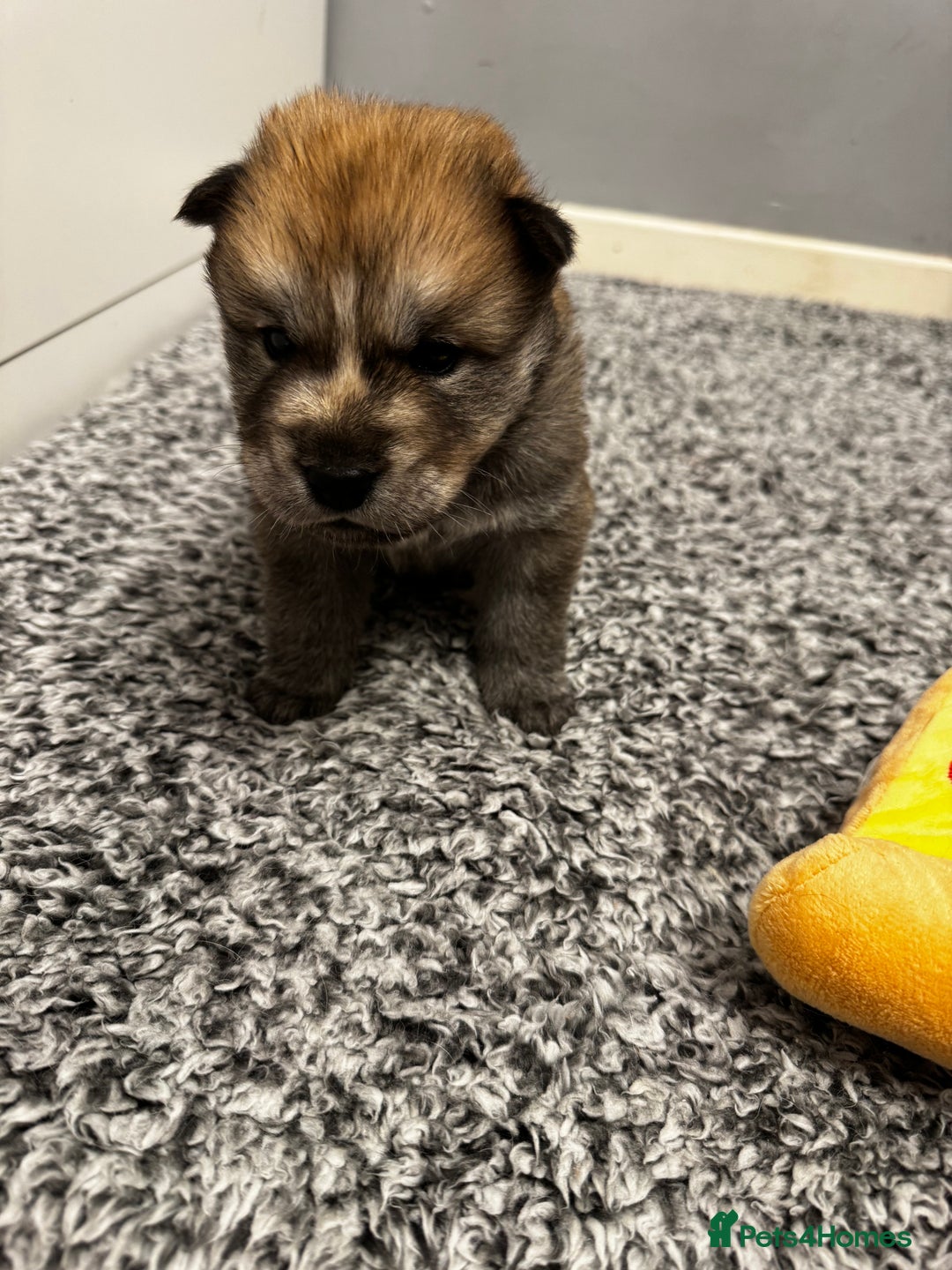 Mixed Breed dogs for sale: Chowski puppies for sale  - Advert 10