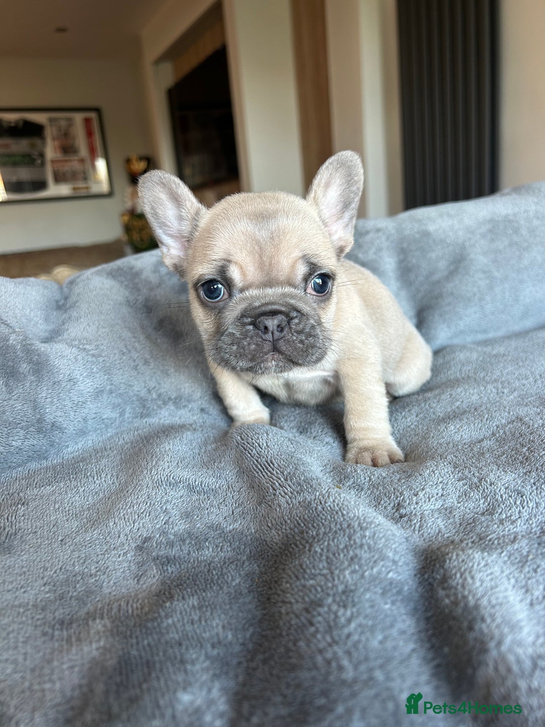 French Bulldog dogs for sale: Frenchies ⭐️ ready 24/12/2025 - Advert 10