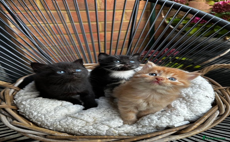 Mixed Breed cats - Advert 9
