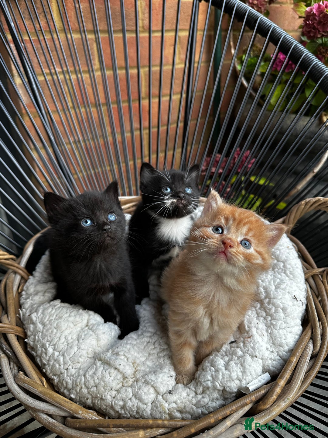 Mixed Breed cats for sale: Little hairballs  - Image 1