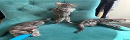 Bengal cats for sale: 5 Little Bengals 🐈‍⬛🐈‍⬛🐈‍⬛🐈‍⬛🐈‍⬛ - Advert 12