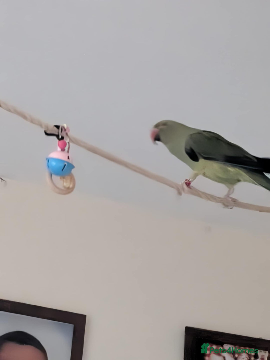 Ringnecks birds for sale: female 1 year old indian ringneck with cage - Advert 2