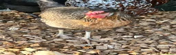 Chickens poultry for sale: 5 hybrid hens for sale  - Advert 4