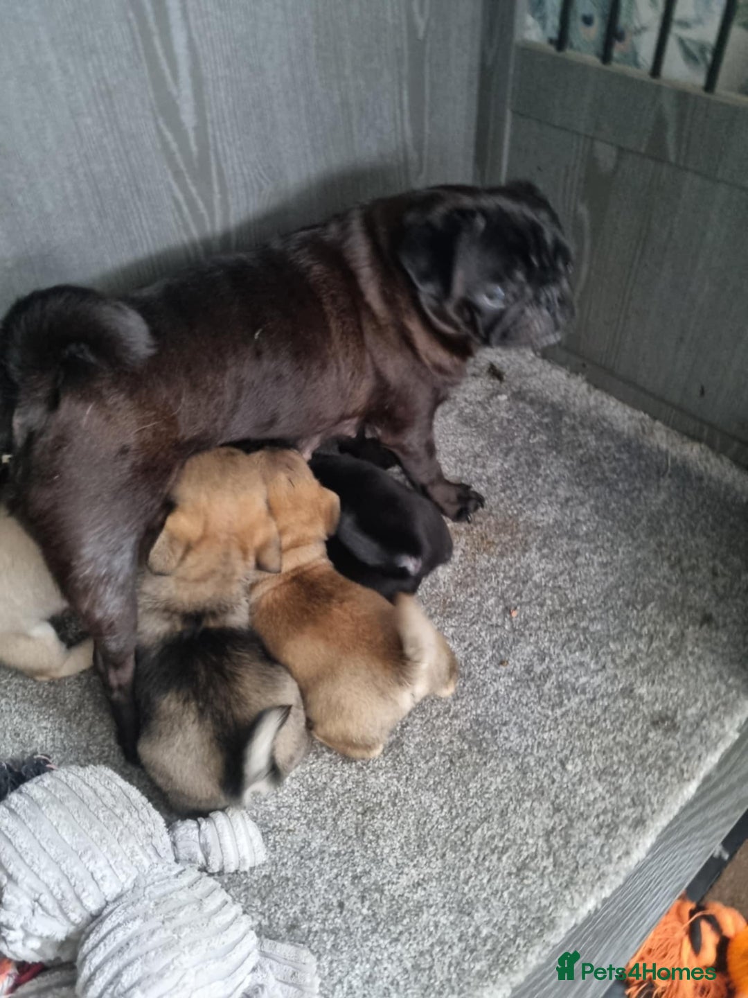 Mixed Breed dogs for sale: Pug x pekingese - Image 1