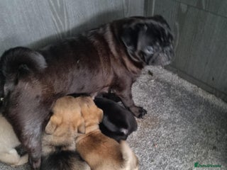 Mixed Breed dogs - Advert 4