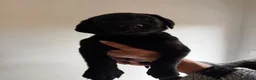 Labrador Retriever dogs for sale: Stunning working Labrador puppies READY TO LEAVE!  - Advert 7