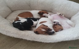 Jack Russell dogs for sale: Jack Russell puppies  - Image 2