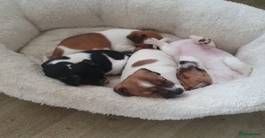 Jack Russell dogs - Advert 3