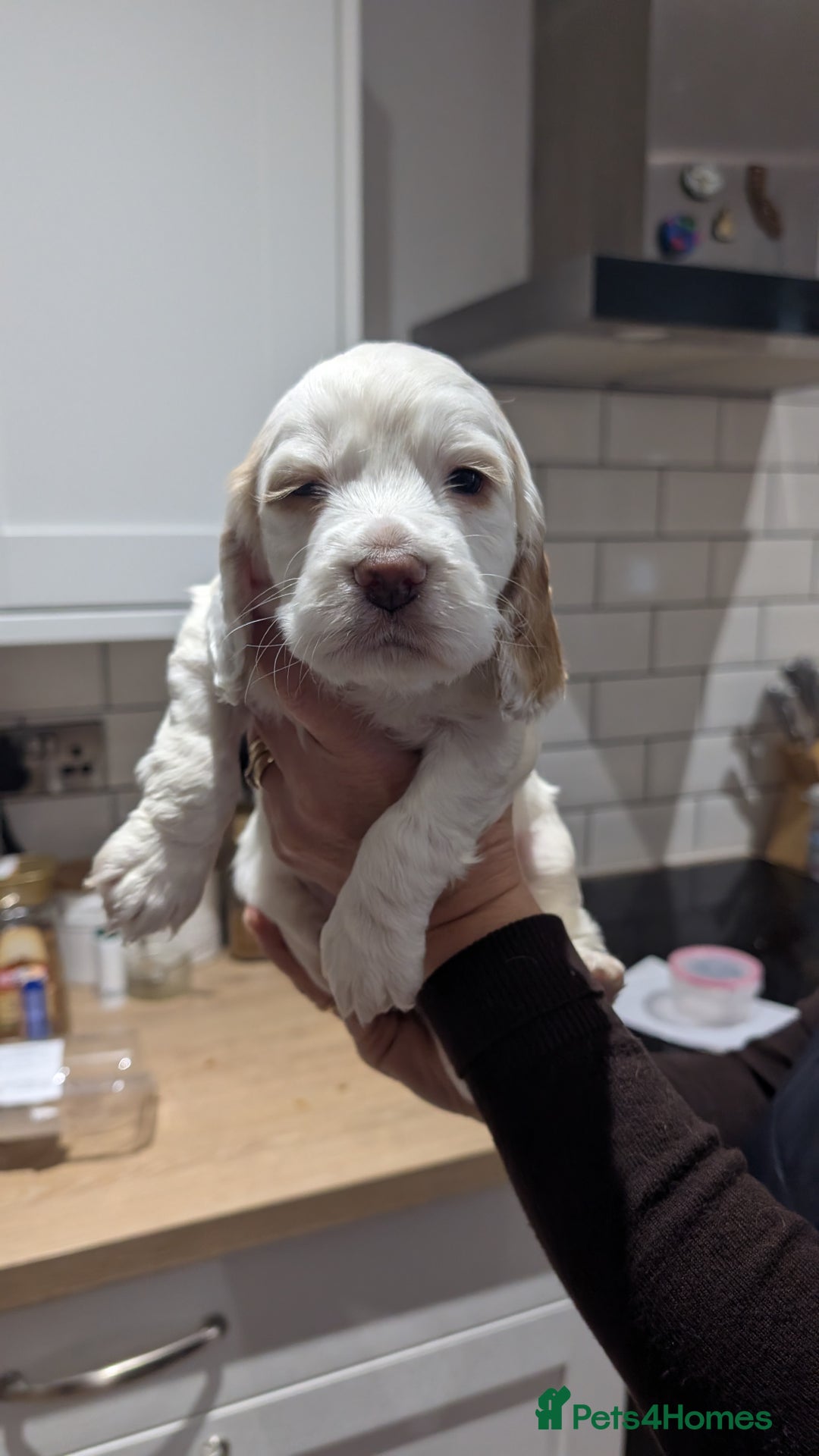 Cocker Spaniel dogs for sale: Beautiful Cocker spaniels - Advert 3