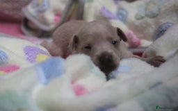 Italian Greyhound dogs for sale: Beautiful Italian greyhounds - Polish Bloodlines - Image 14
