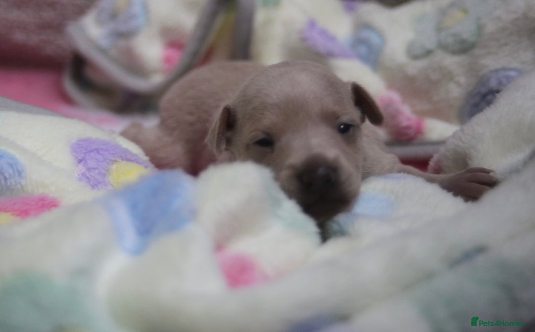 Italian Greyhound dogs for sale: Beautiful Italian greyhounds - Polish Bloodlines - Image 14