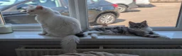 Maine Coon cats for sale: Male Maine Coon Kitten. Both parents can be seen  - Advert 15
