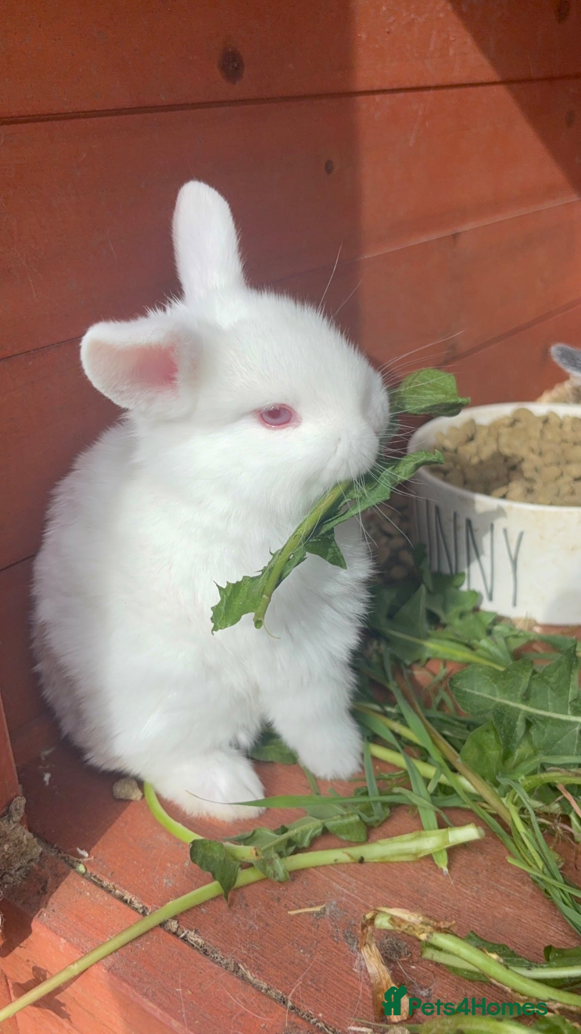 Mixed Breed rabbits Mini lop x new zealand - Advert 2