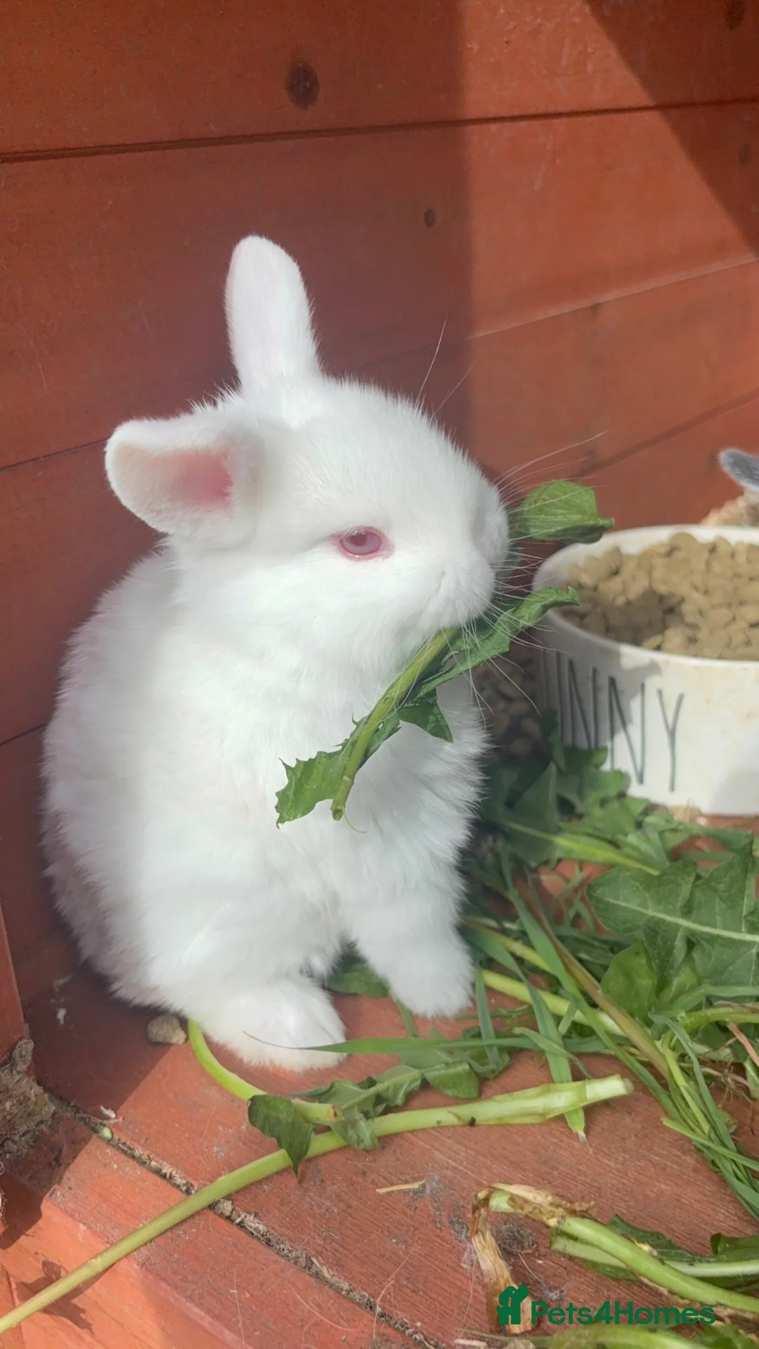 Mixed Breed rabbits for sale: Mini lop x new zealand in Hemel Hempstead - Advert 1