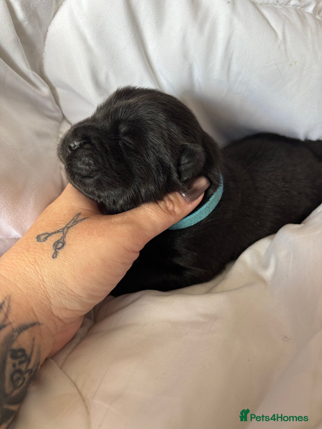 Chow Chow dogs for sale: Baby chow chows  - Image 8