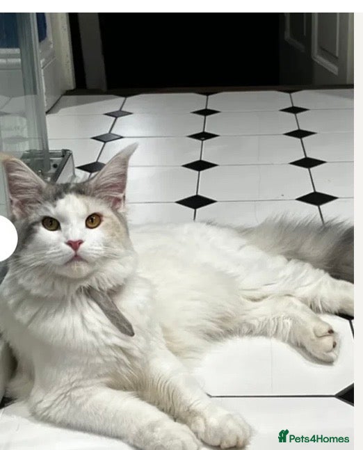 Mixed Breed cats Kittens beautiful mainecoon cross ready today - Advert 2