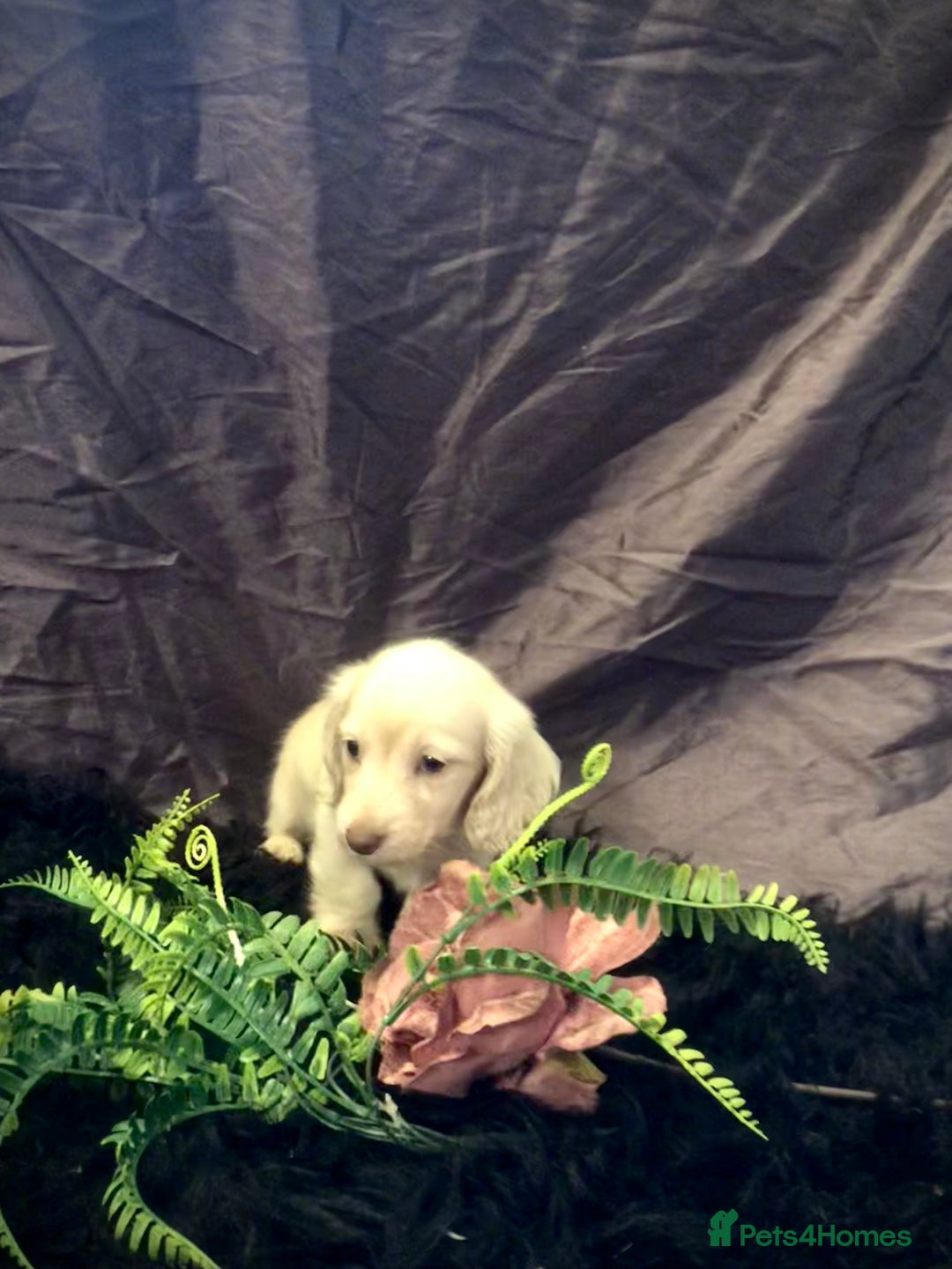 Miniature Dachshund dogs for sale: English Cream miniature dachshund  - Advert 40