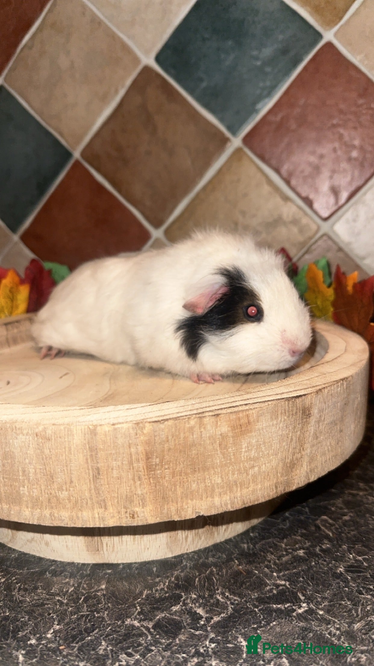 Guinea Pig rodents Baby guinea pigs  - Advert 17