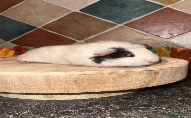 Guinea Pig rodents Baby guinea pigs  - Advert 15