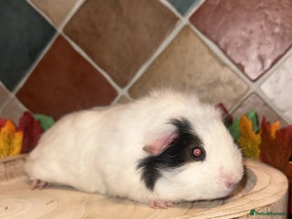 Guinea Pig rodents for sale: Baby guinea pigs - Advert 1